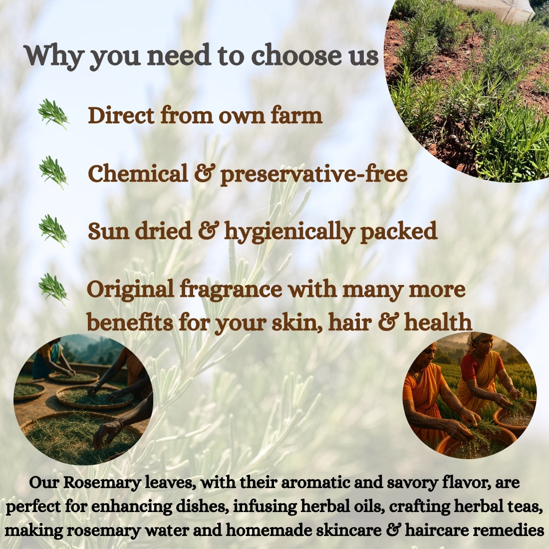 Dried Rosemary Leaves