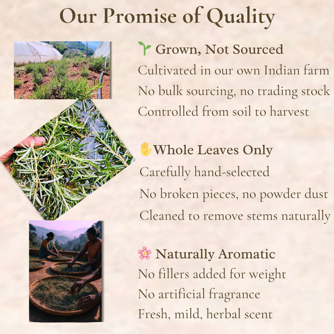 Dried Rosemary Leaves